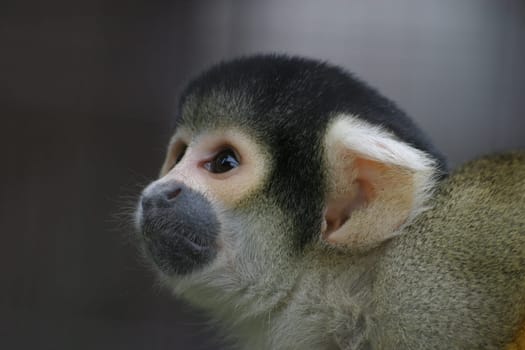 Monkeys