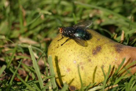 Blowfly on a pear
