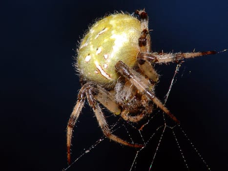 In the eyes of the spider