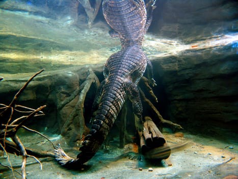 Crocodile under water