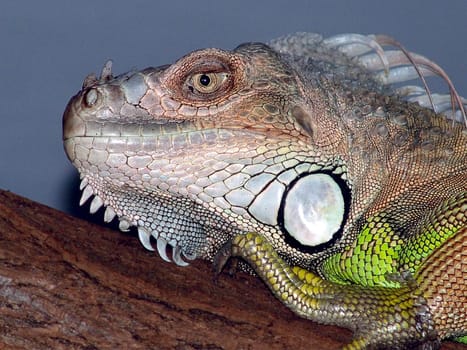 Portrait of an iguana