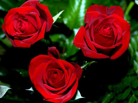 Red Roses Trio