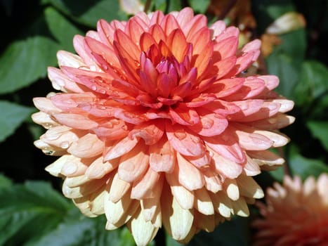 Wet flowers