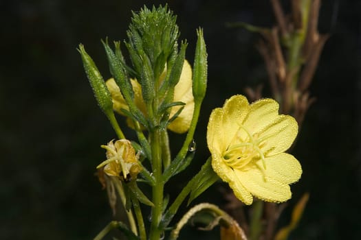 Field flower 13