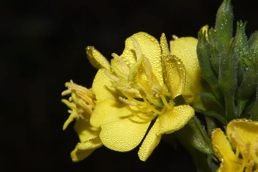 Field flower 19