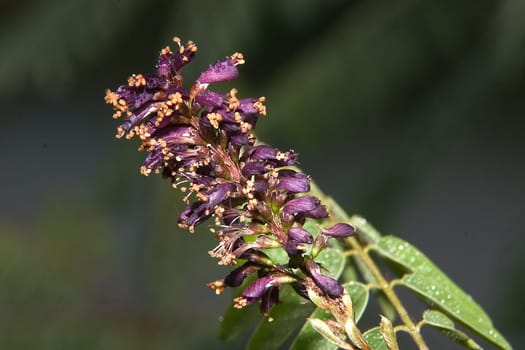 Field flower 18