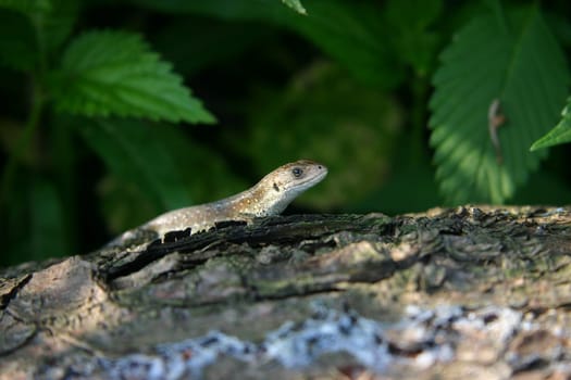 Lizard sunbathing on a tree trunk