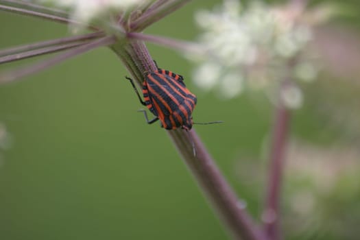 Striped bug