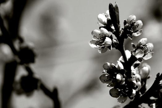 Peach blossom in black and white