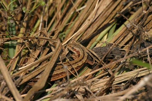 Lizard well camouflaged in dry grass