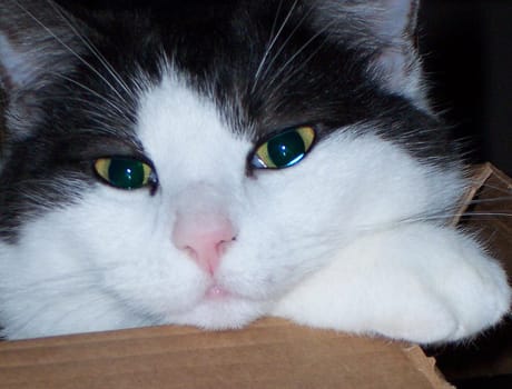 I took this snapshot the other day. Because it happened so fast,unfortunately the ears are missing. But this "faithfully stupid"" look from Maya ... What do you mean?"