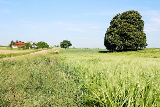Chestnut in field 04