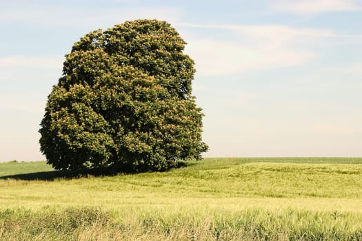 Chestnut in the field