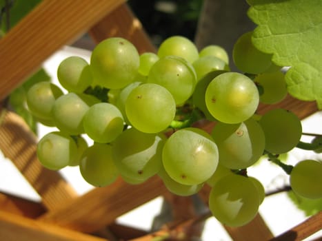 Balcony grapes2