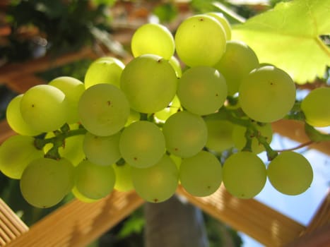 Balcony grapes