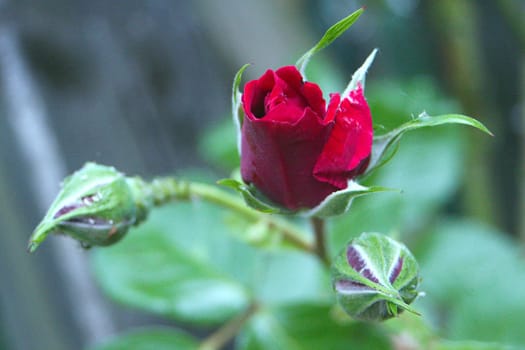Valentine's Rose