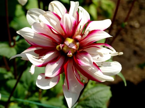 The other day in the garden