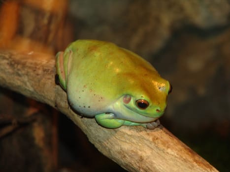 Frogger