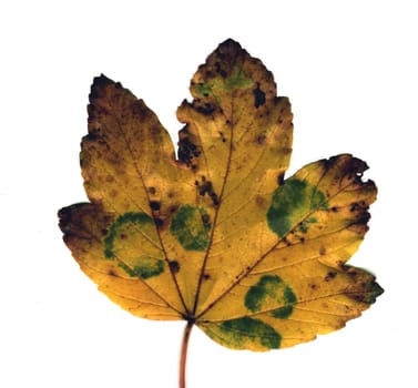 Maple leaf
