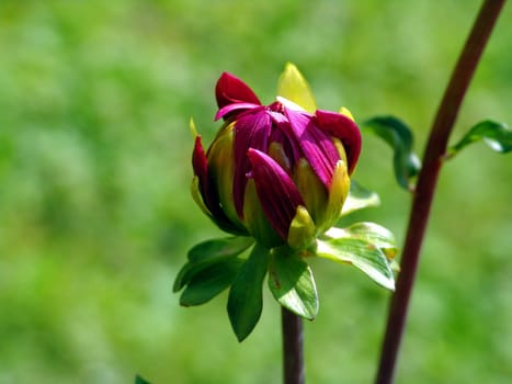 Closed bud shaft