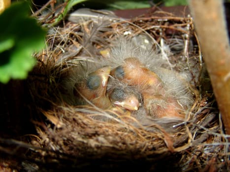 Sleeping Stiglitz chicks