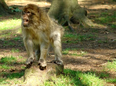 Roar Monkey