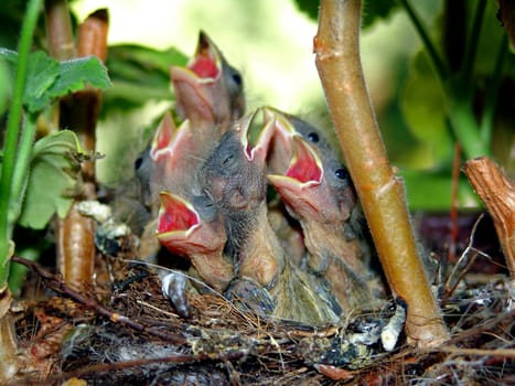 Little screamers