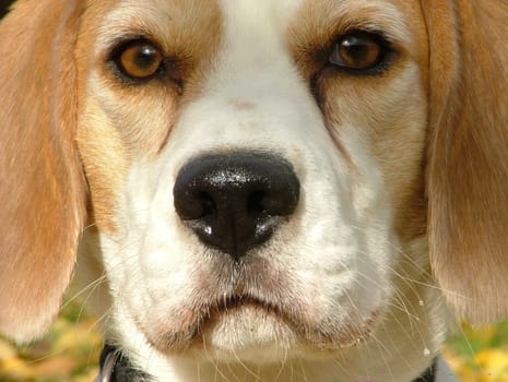 Beagle