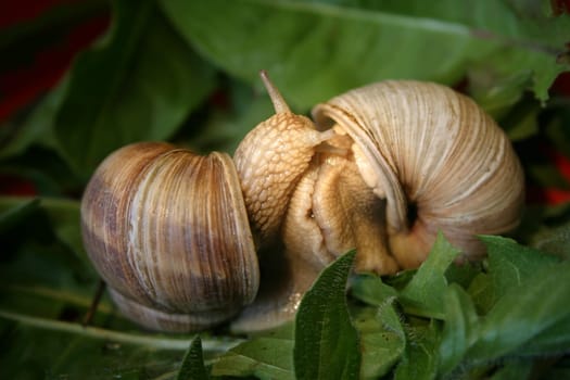 Two vineyard snails during love foreplay