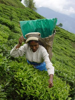 Woman picking tea,Sikkim,India