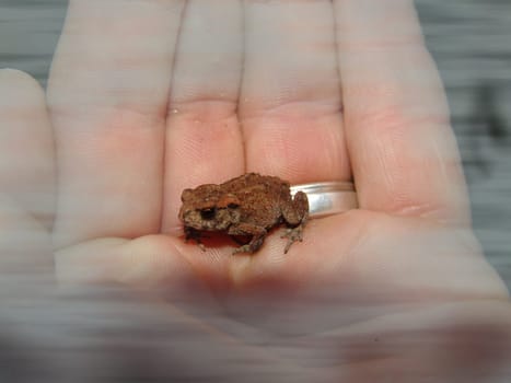 This Frog don ́t like Fog