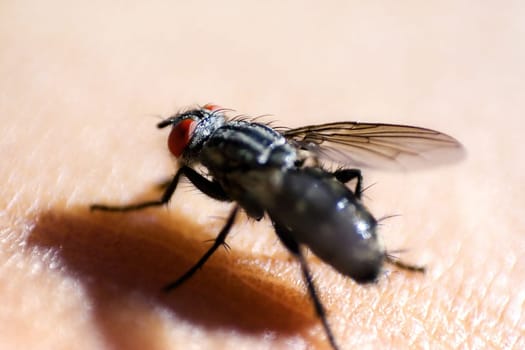 Housefly II
