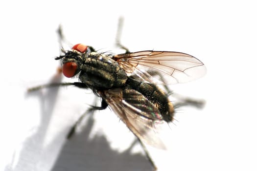 Housefly I