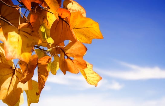 Autumn foliage IV