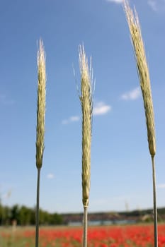 Weizenfeld 02