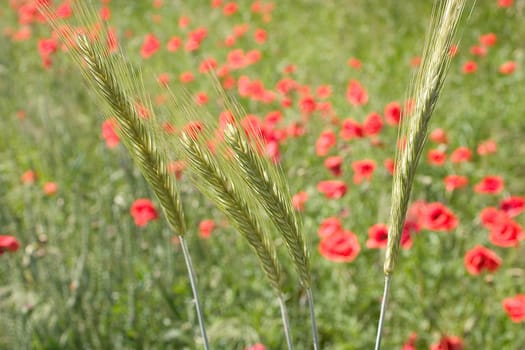 Weizenfeld 01