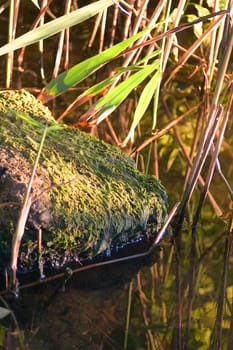 Stone in the water