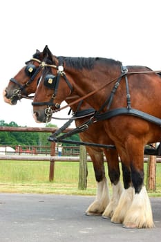 Heavy Horses 02