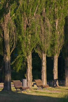 Poplars