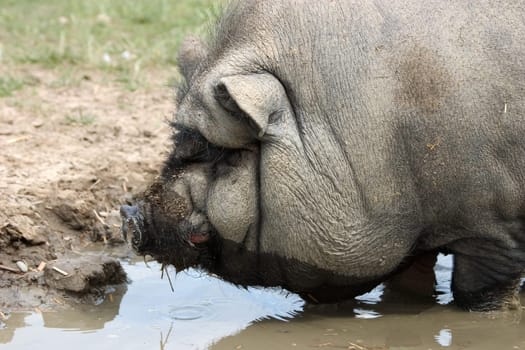Pot-bellied pig