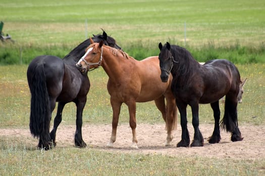 Three horses