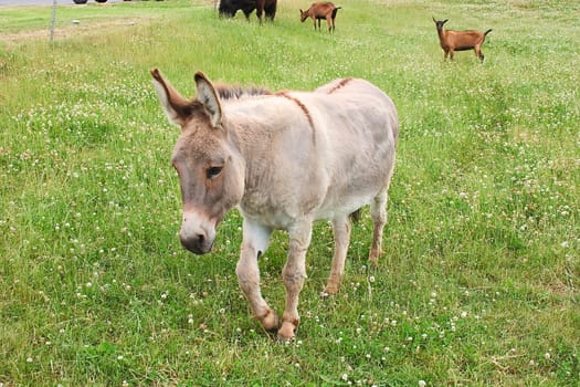 donkey