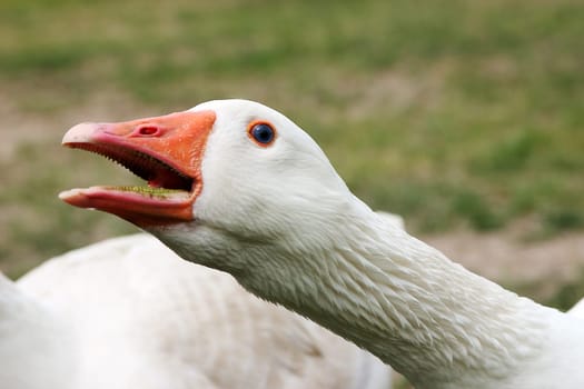 Goose alarm