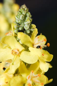 Field Flower 03