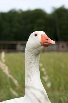 Goose