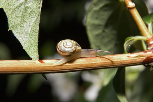 Small Snail 02