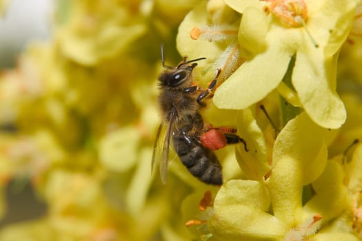 Bee 01