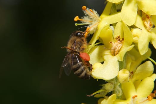 Bee 02