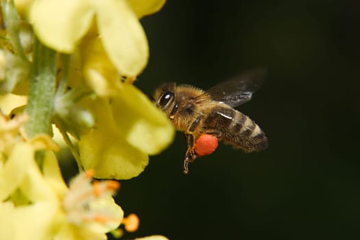 Bee 02
