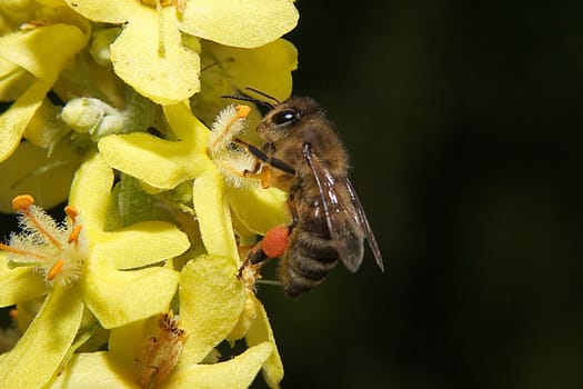 Bee 04